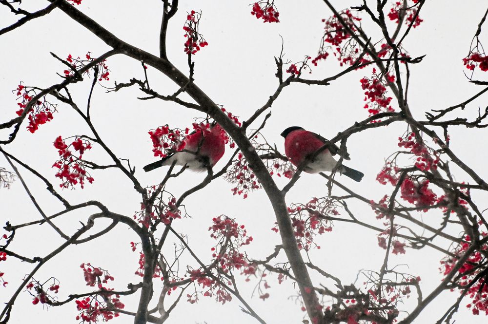 Photograph by Анастасия Белоусова