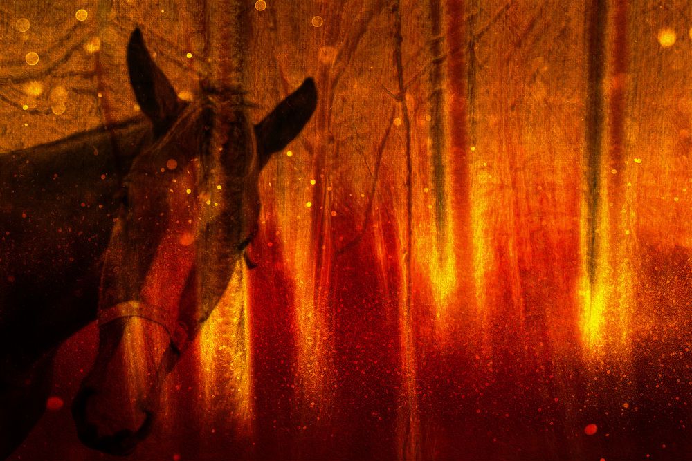 Фотография автора Ирина Гриценко