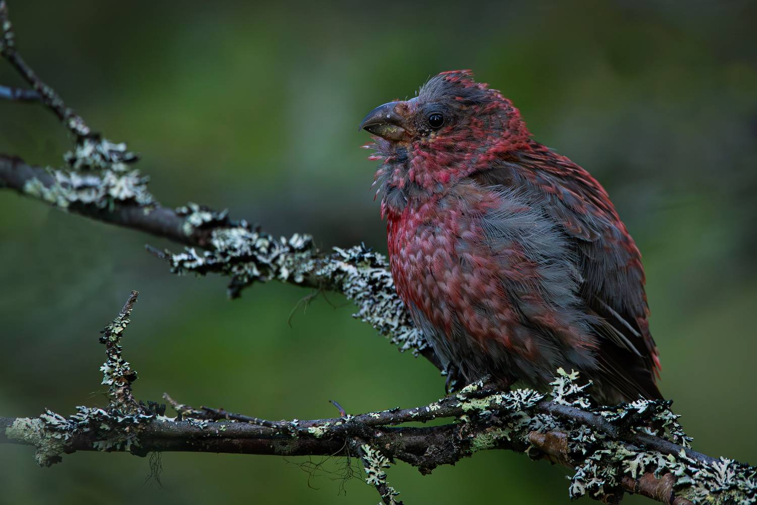 Лесной царь