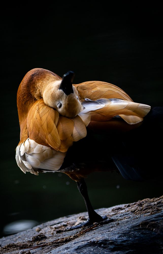 Фотография автора Ethan Williams