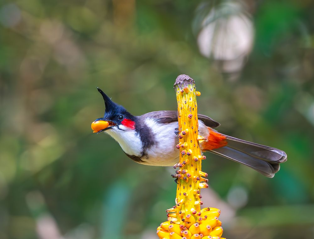 Фотография автора Rajharsha Narayanswamy Narayanswamy