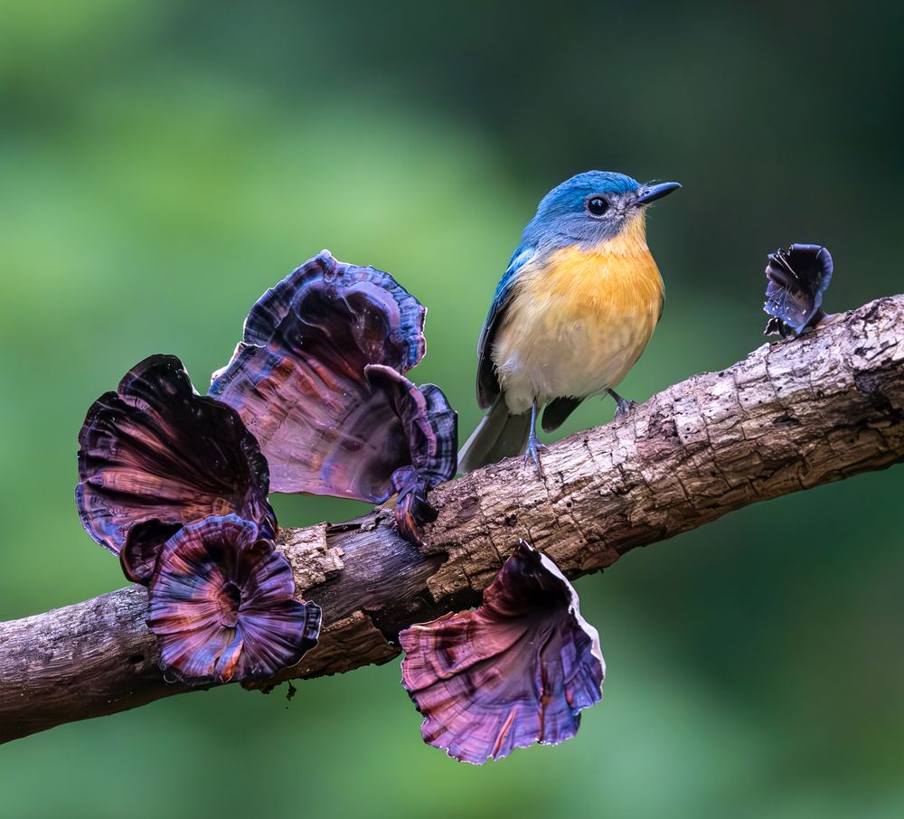 Photograph by Rajharsha Narayanswamy Narayanswamy