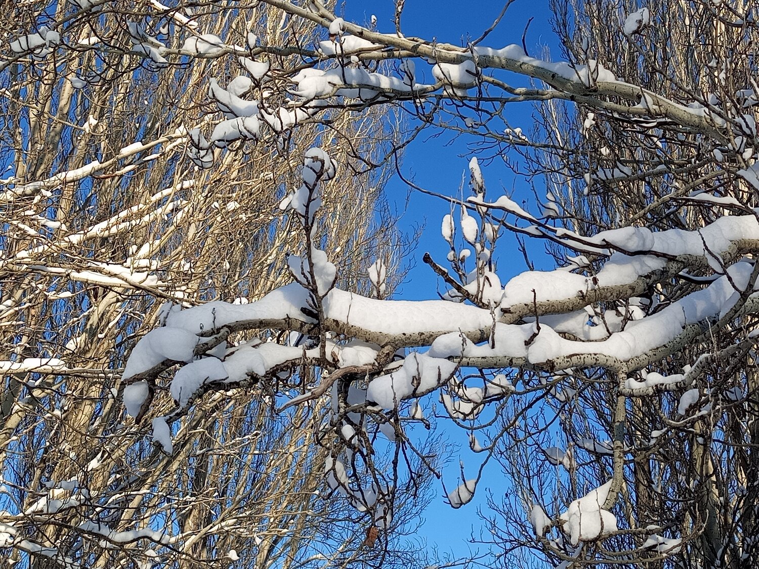 Photo #13095527