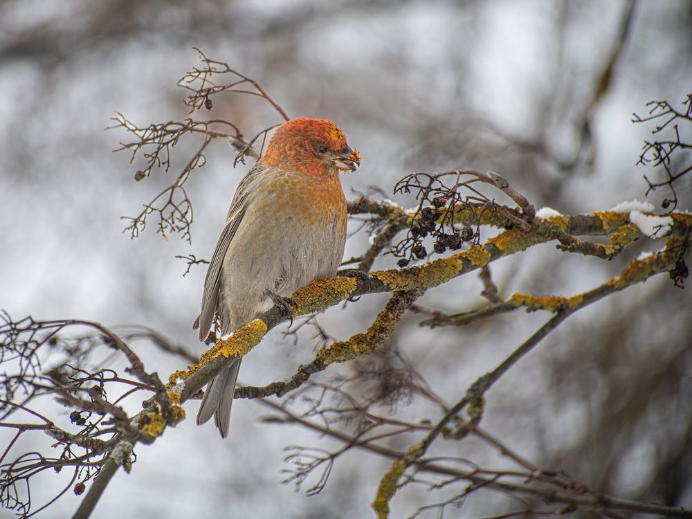 Фотография автора Николай Абакумов