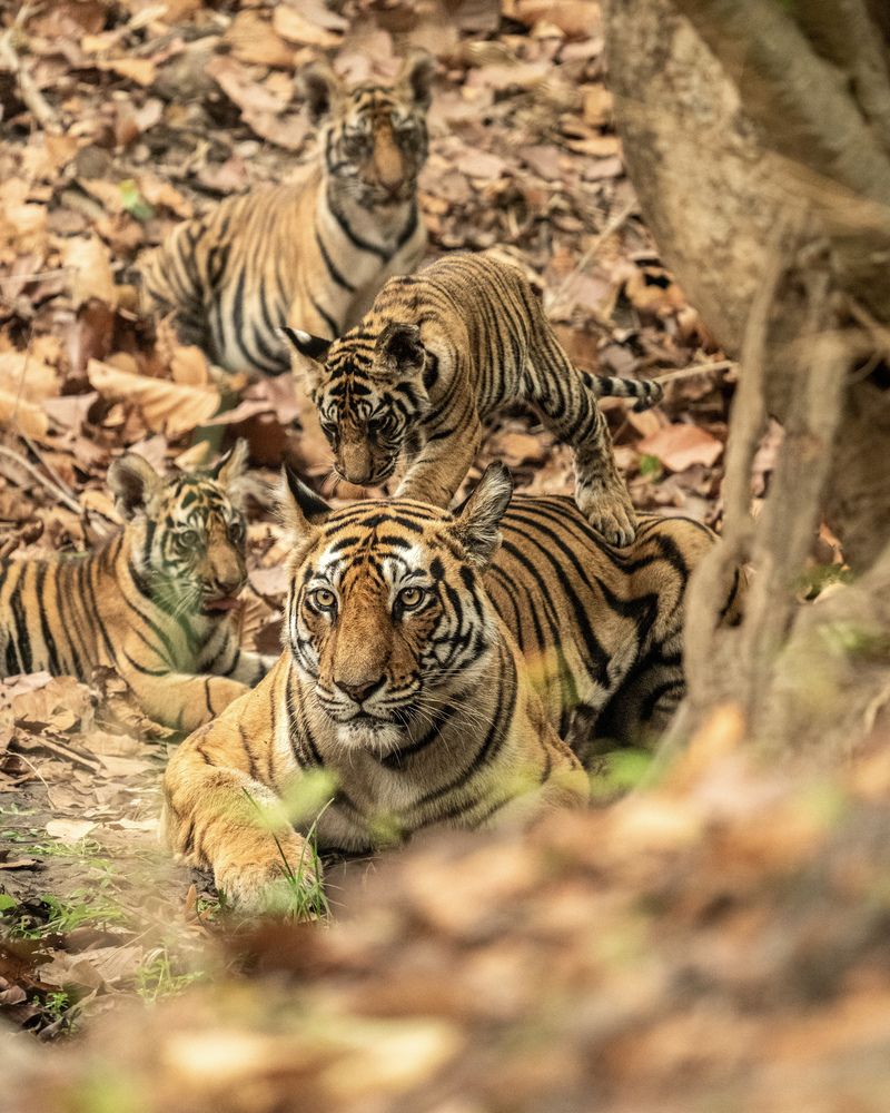 Photograph by Syed Adnan Zafar