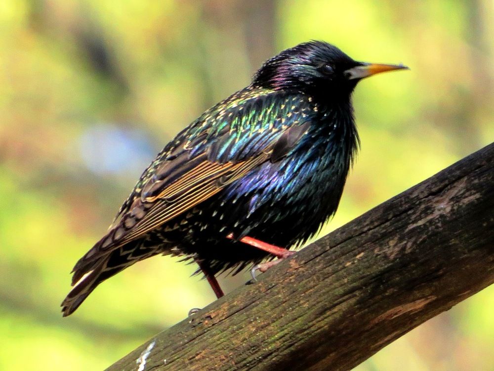 Блистает оперением