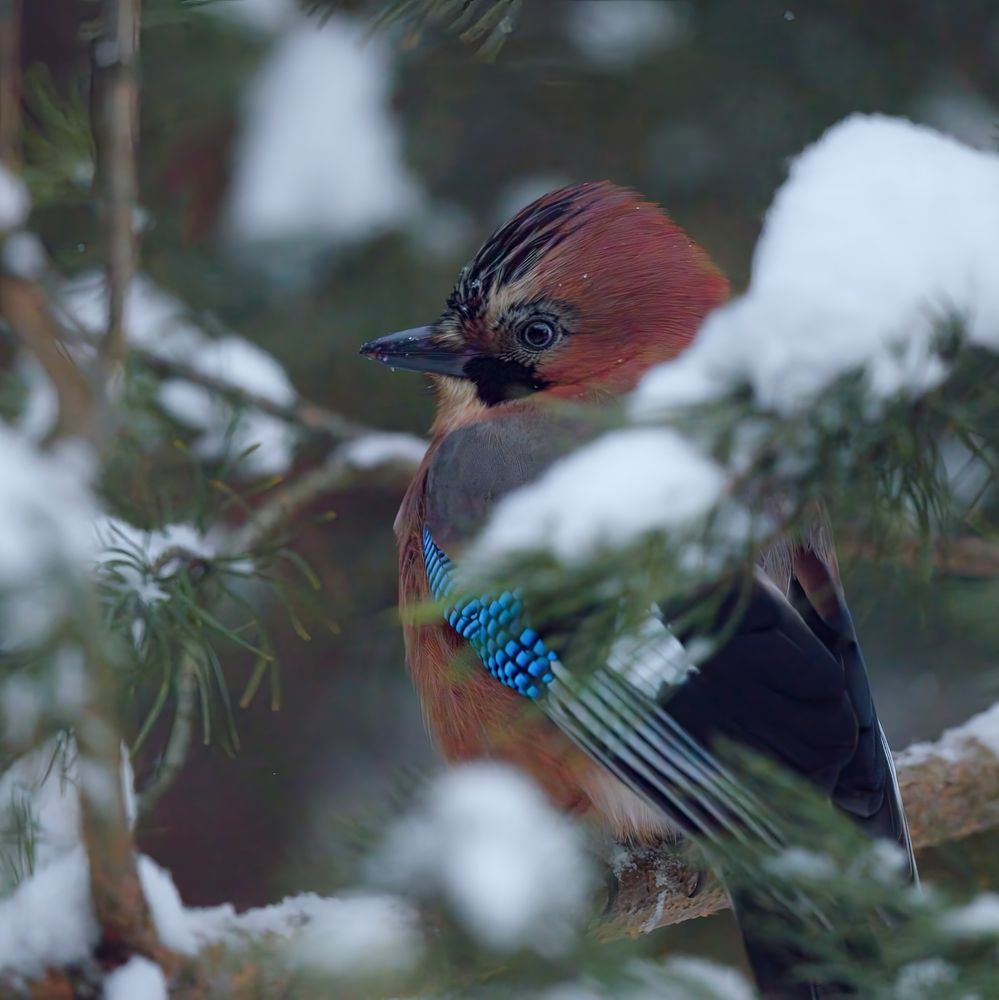 Photograph by Сергей Аллагулов
