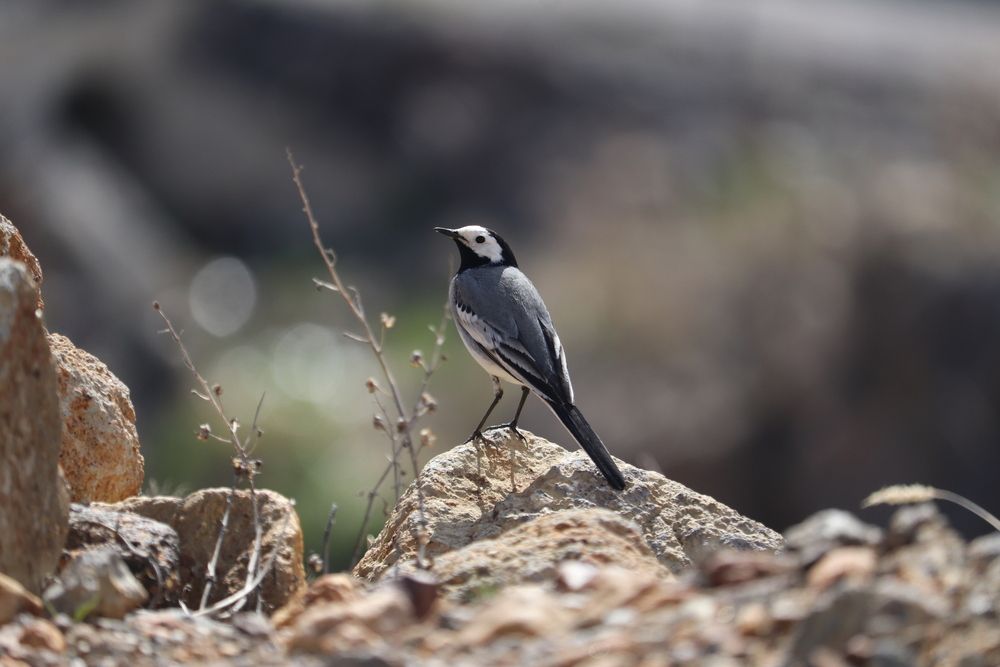 Фотография автора Алексейчик Дмитрий