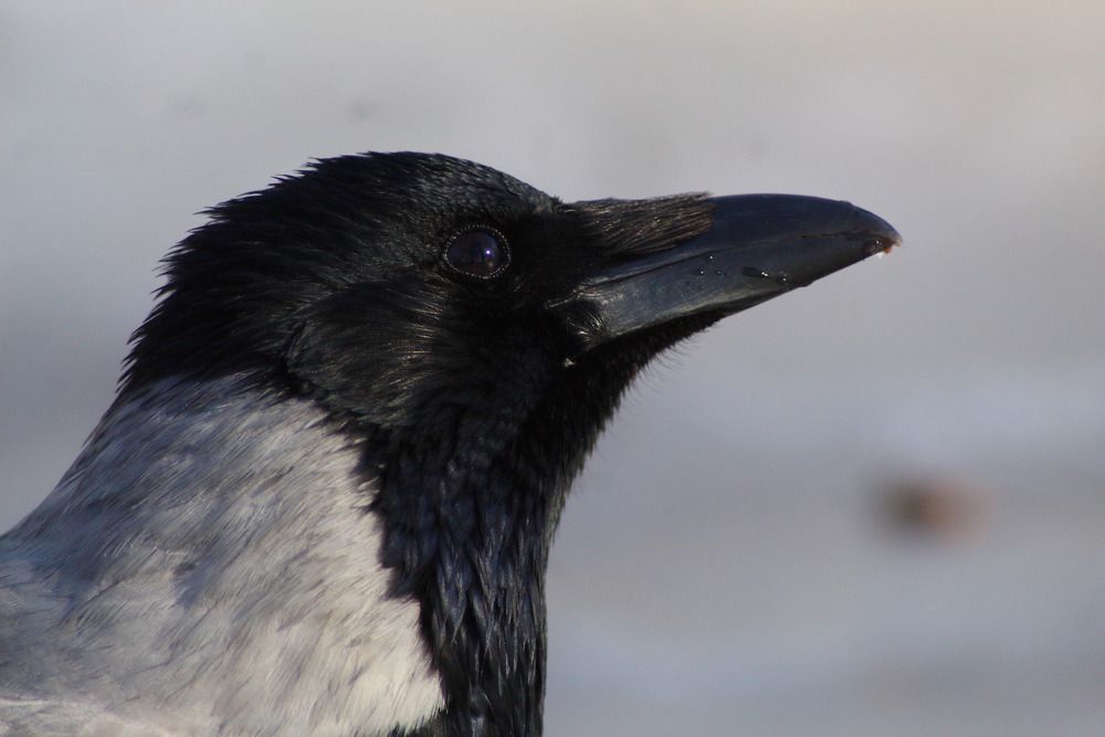 Photograph by Елена Наленч