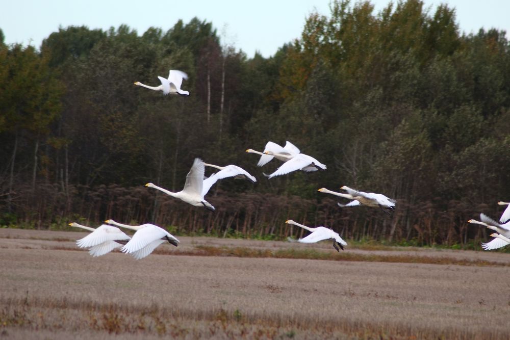Photograph by Елена Наленч