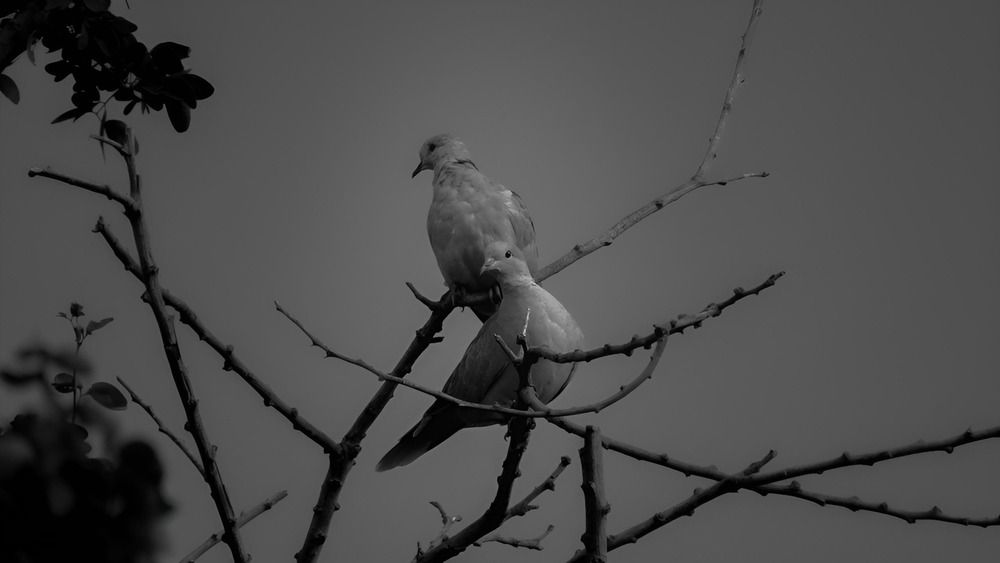 Photograph by Daniel Pichardo