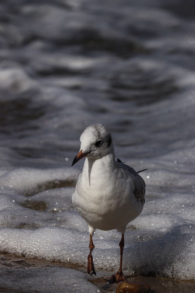 Photograph by Воронина Татьяна