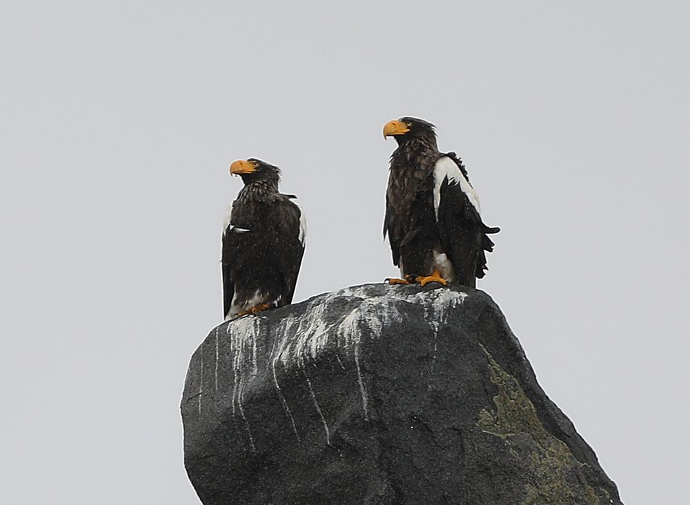 Photograph by Лариса Ким