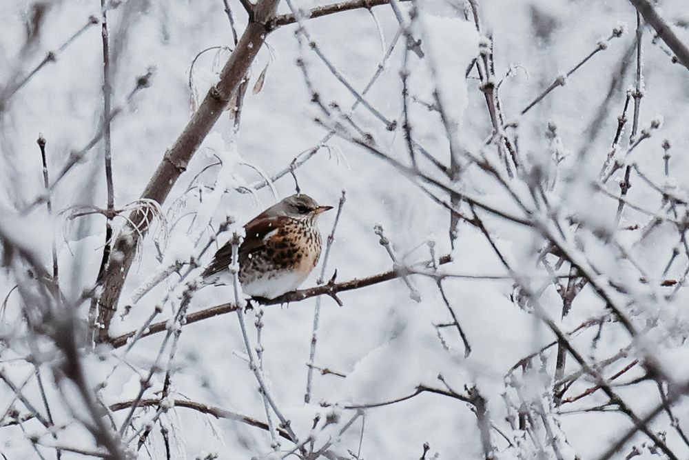 Photograph by Ольга Осинина