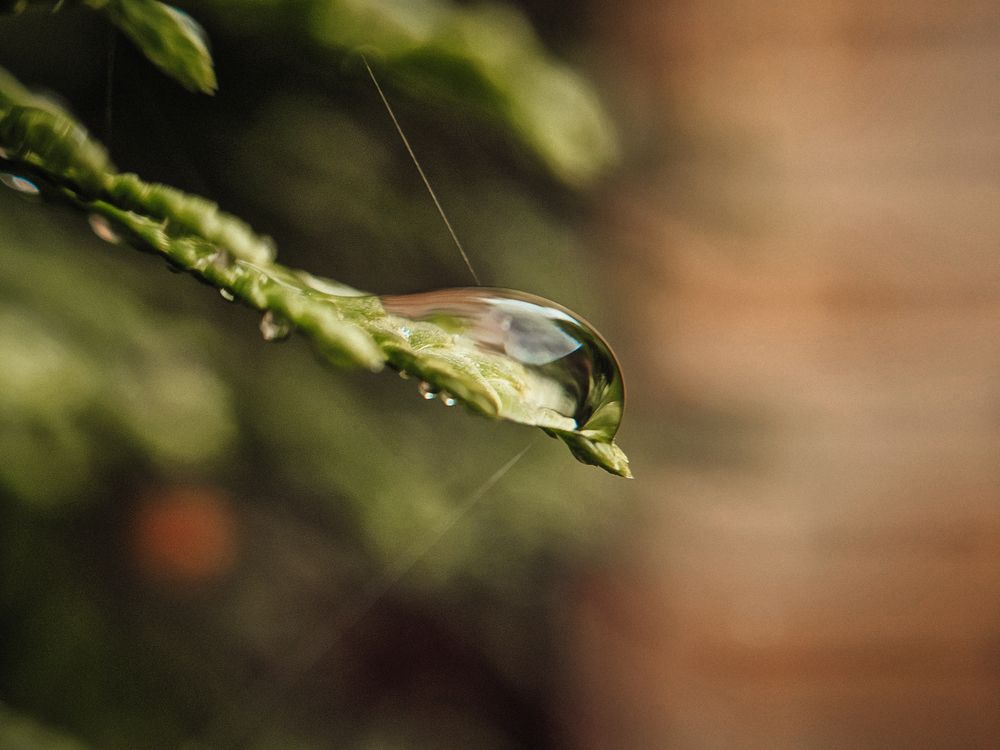 Photograph by Irina Chka