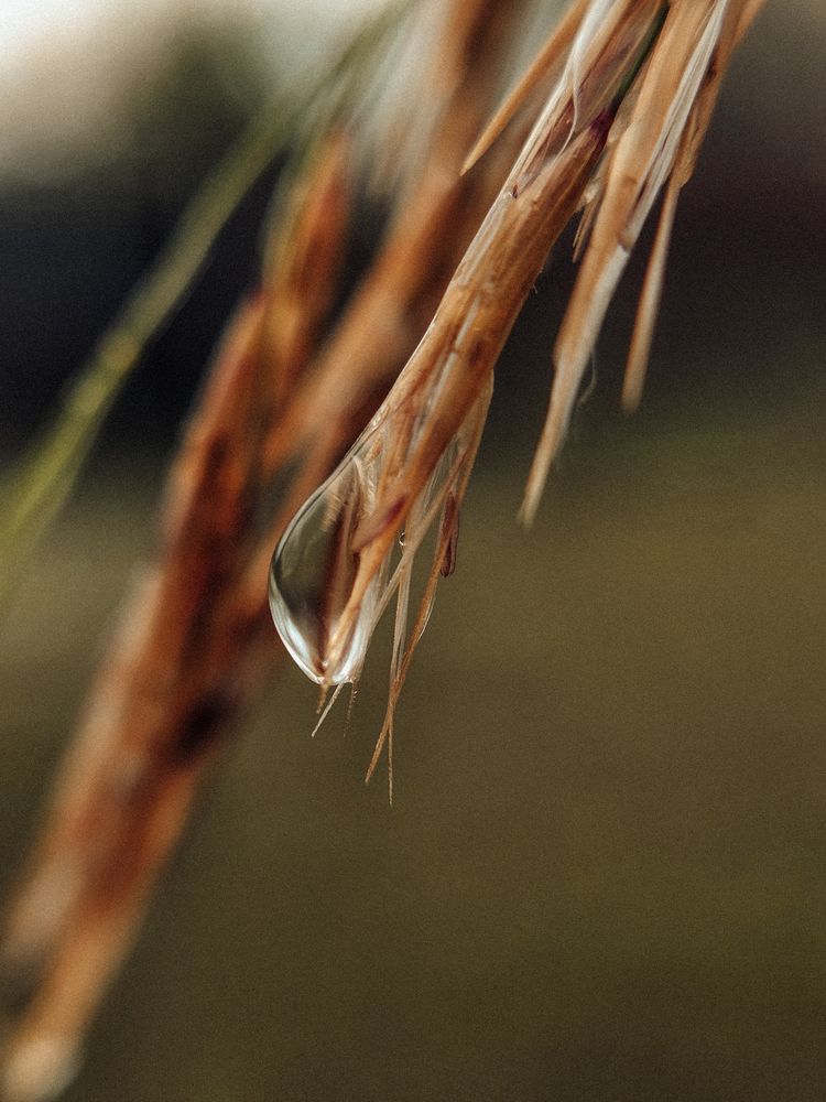 Photograph by Irina Chka