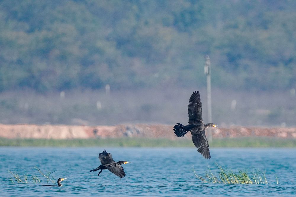 wildlife scene captures three cormorants