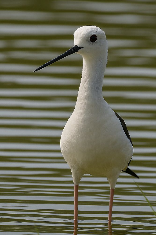 Photograph by HEMANT TUKARAM PATIL