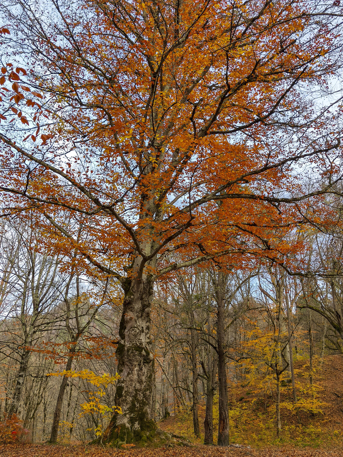 Photo #13096071