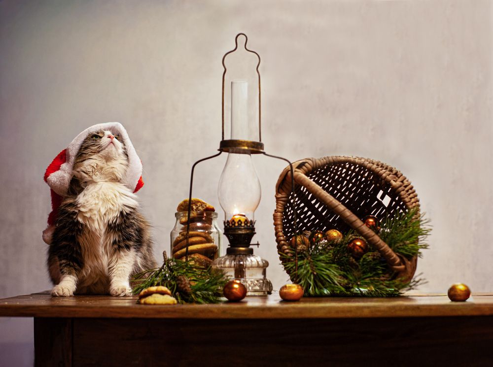 Фотография автора Оля Горская