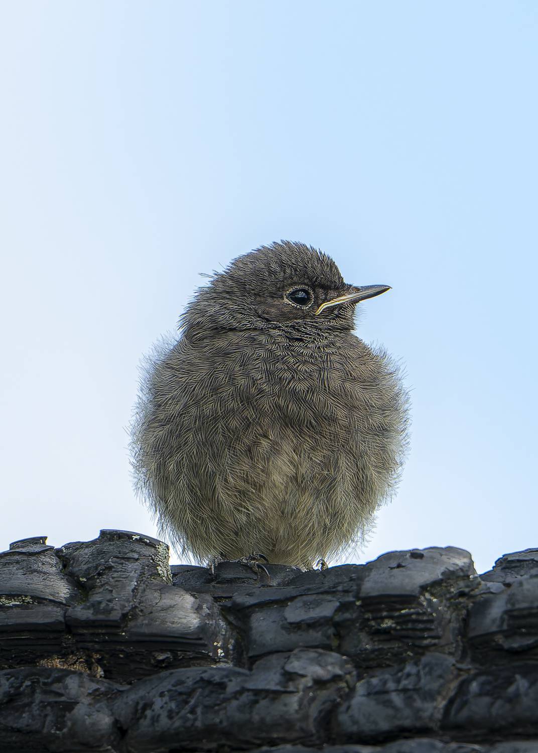 Фотография #13096197