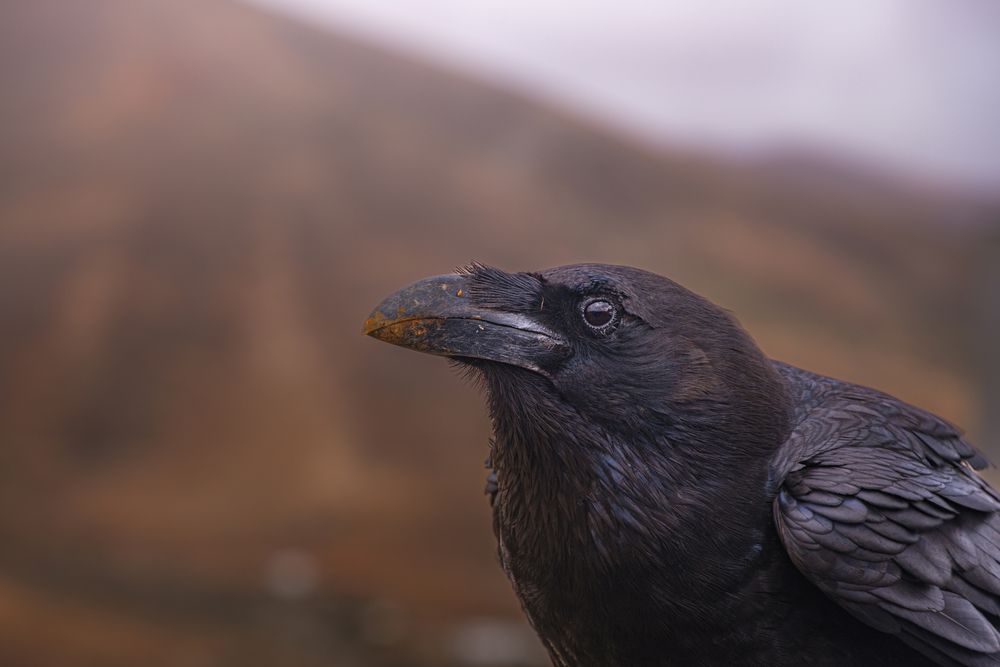 Photograph by Veronika Biró