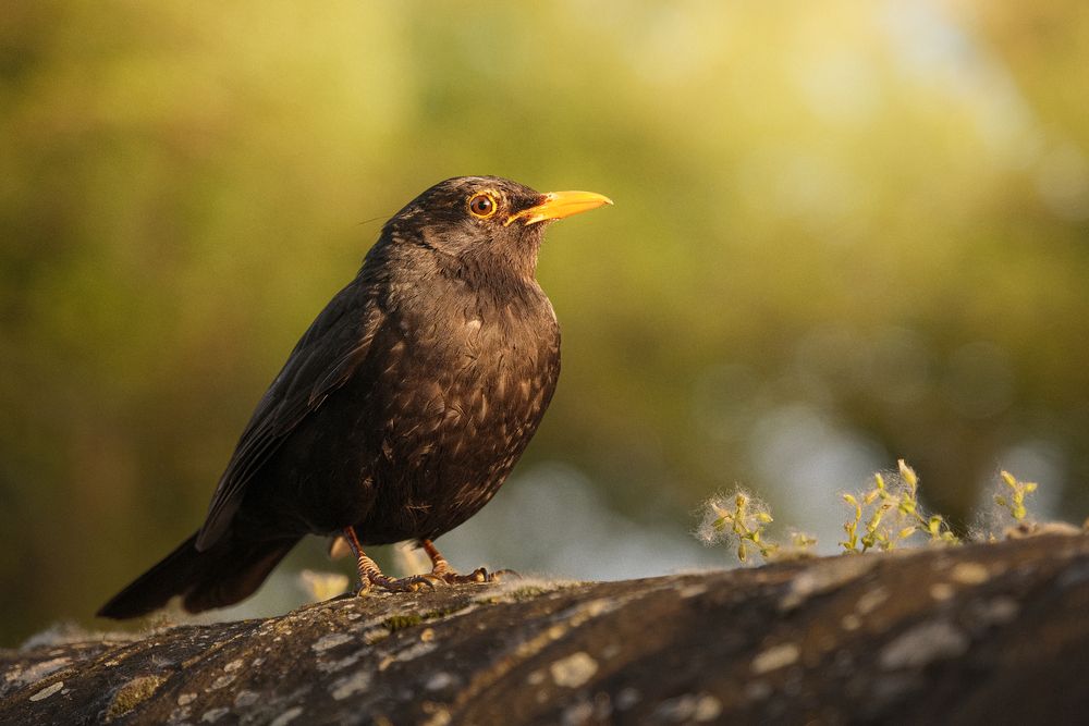 Photograph by Veronika Biró