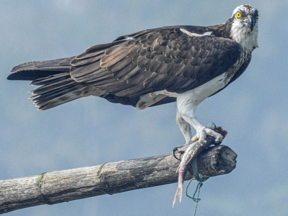 Photograph by Bidyut Dutta