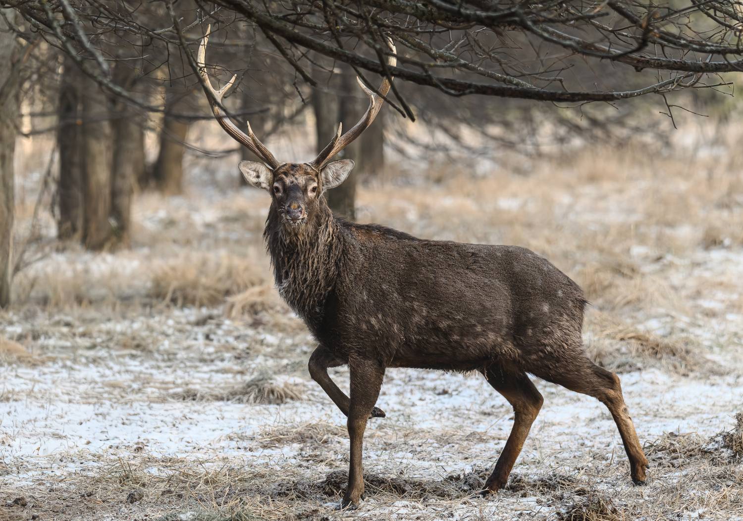 Фотография #13096256