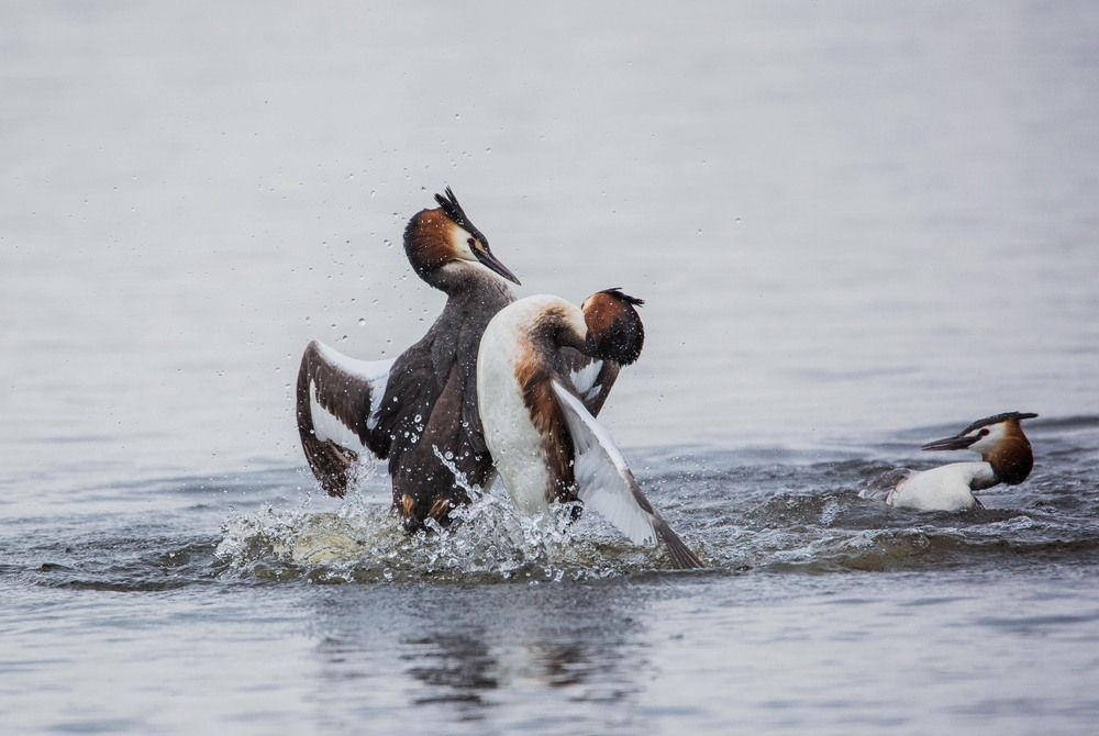 Photograph by Елена