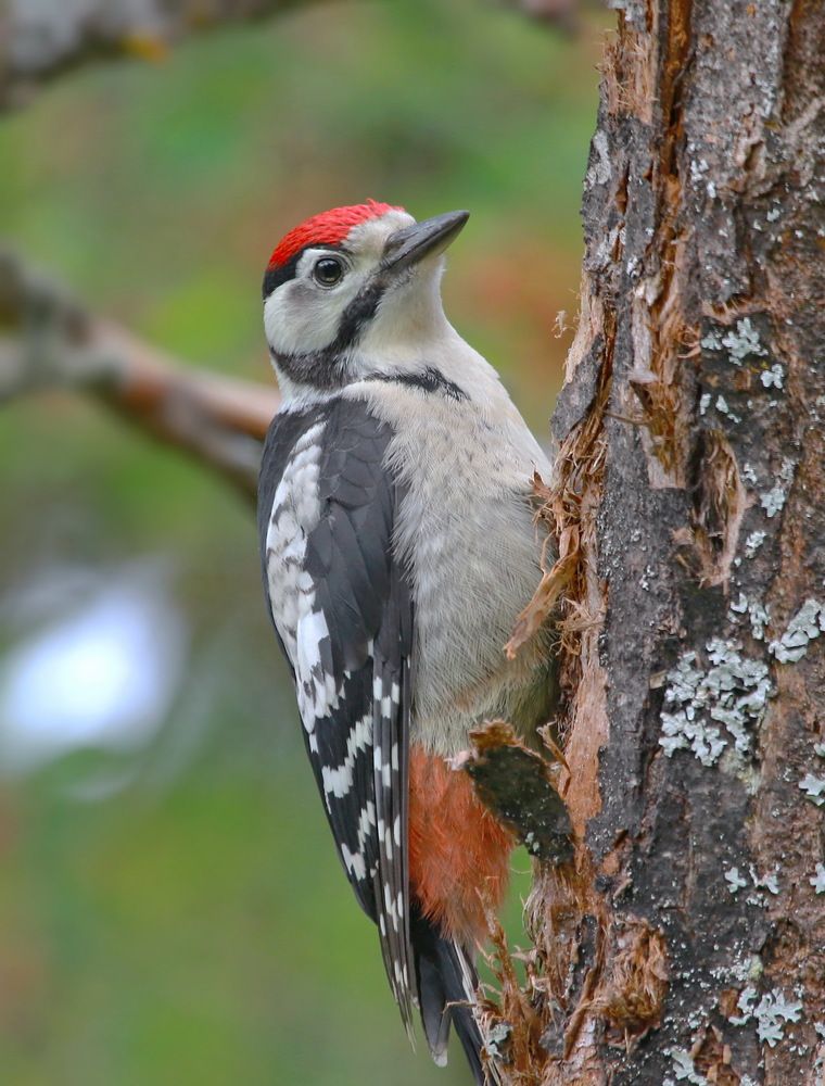 Photograph by Андрей Брагин