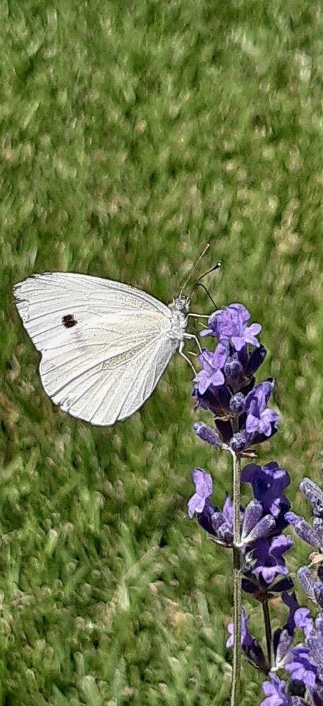 The Lavender Visitor
