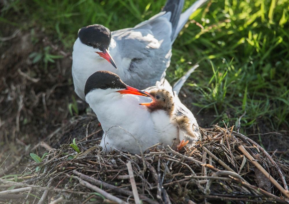 Photograph by Елена