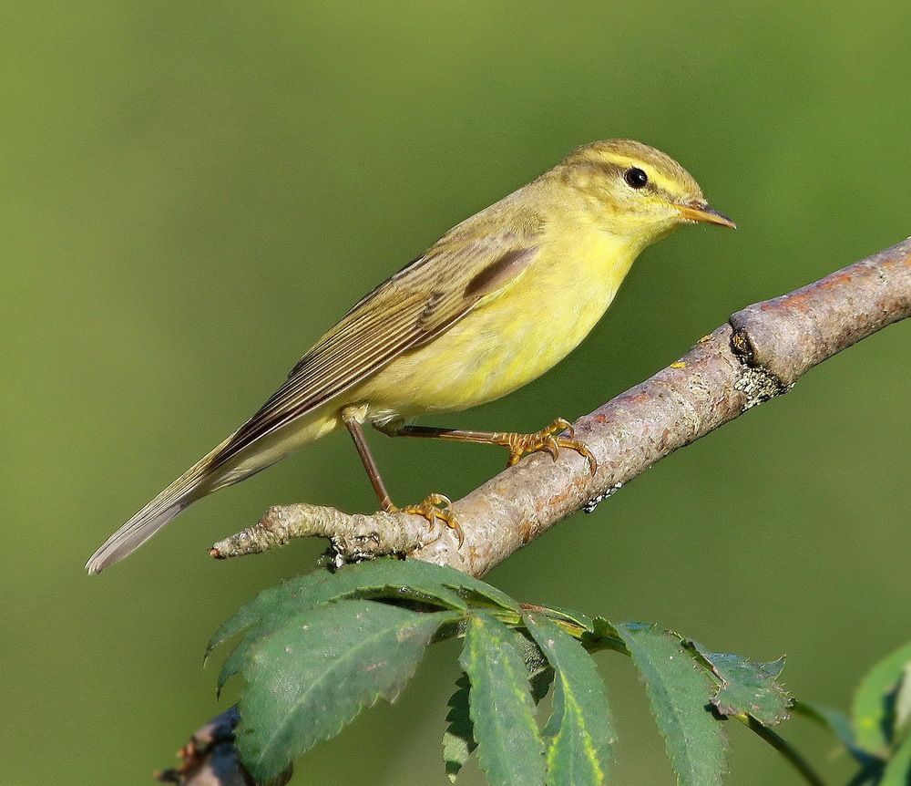 Photograph by Андрей Брагин