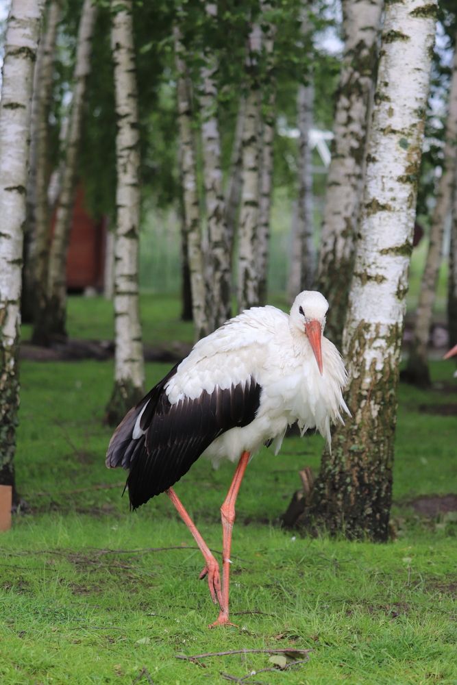 Фотография автора Алексейчик Дмитрий