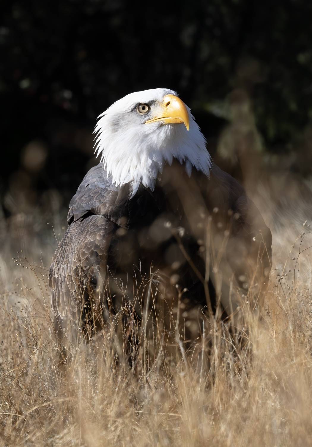 Фотография #13096439