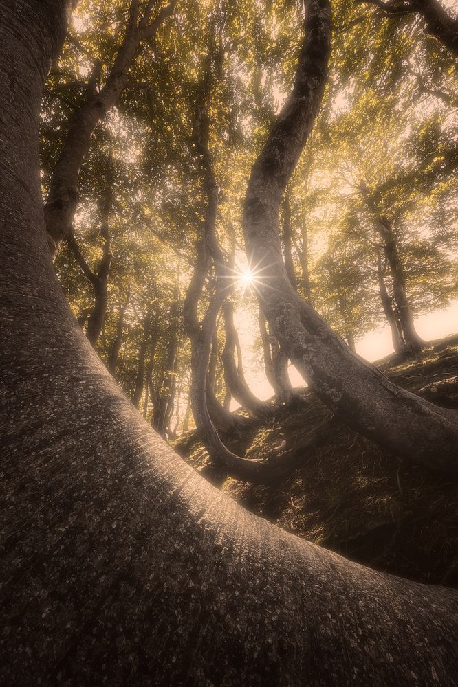 Natural balance