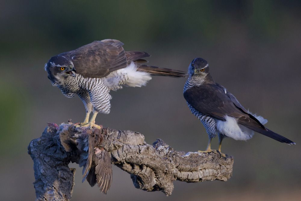 Фотография автора David Manusevich