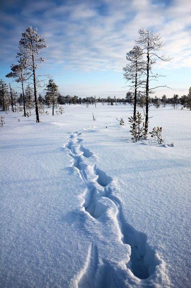 Photograph by Михаил Дронов