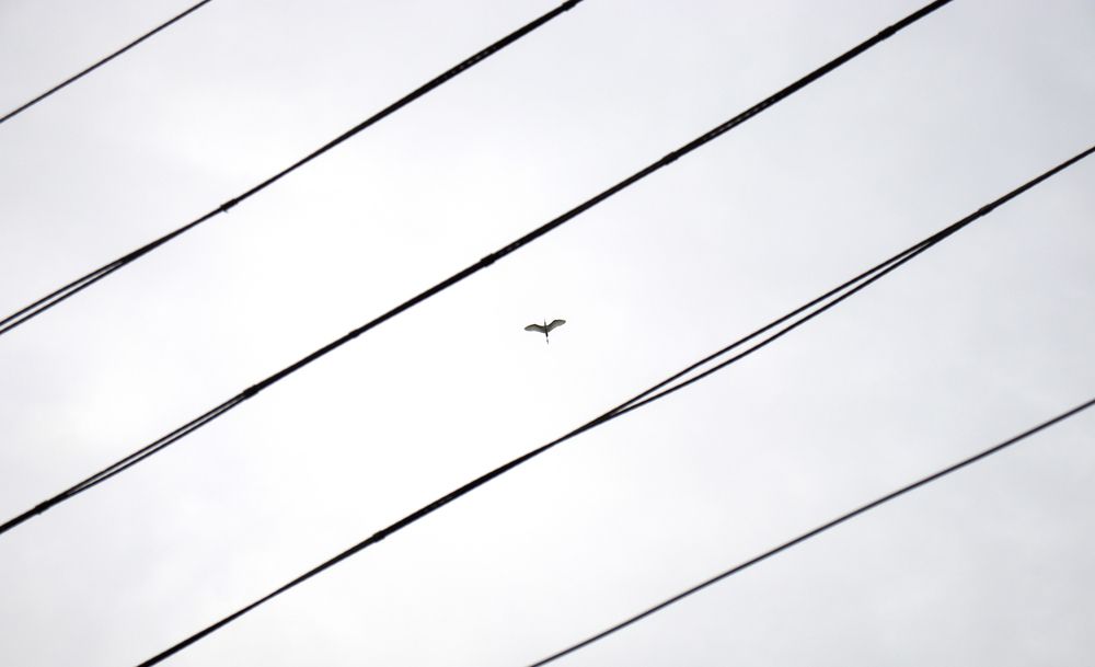 Freedom between the lines.