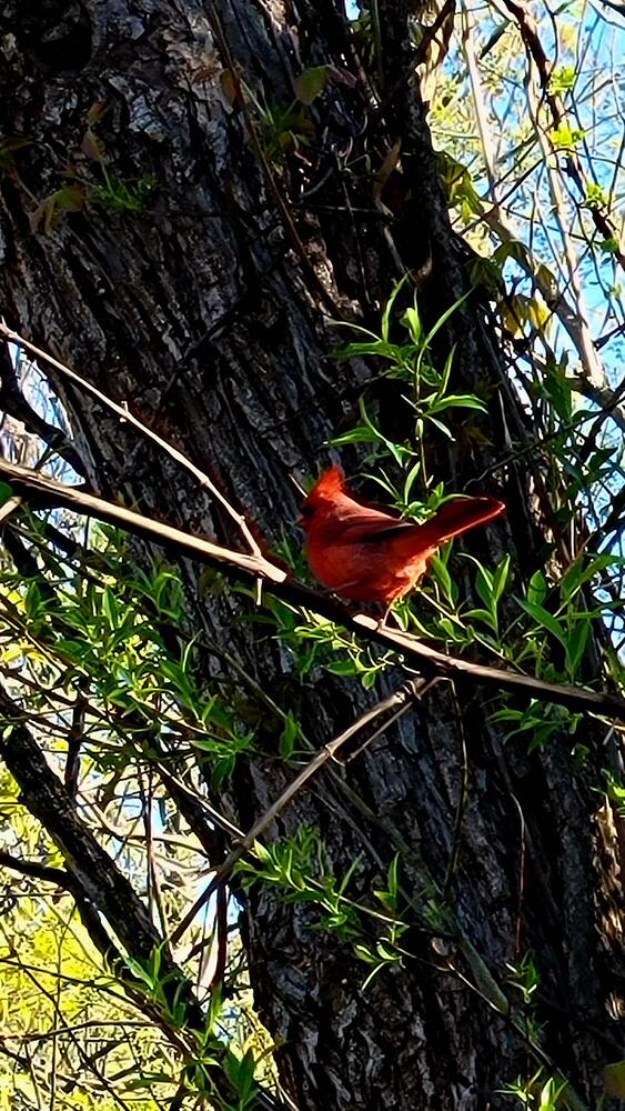 Red cardinal perched on the branch