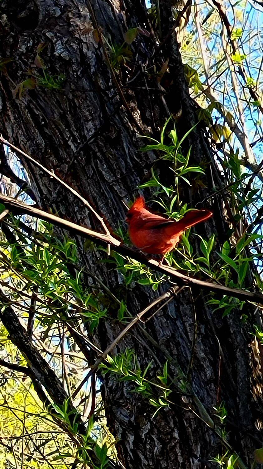 Red cardinal perched on the branch