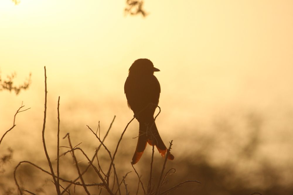 Photograph by Siddharth Mohan