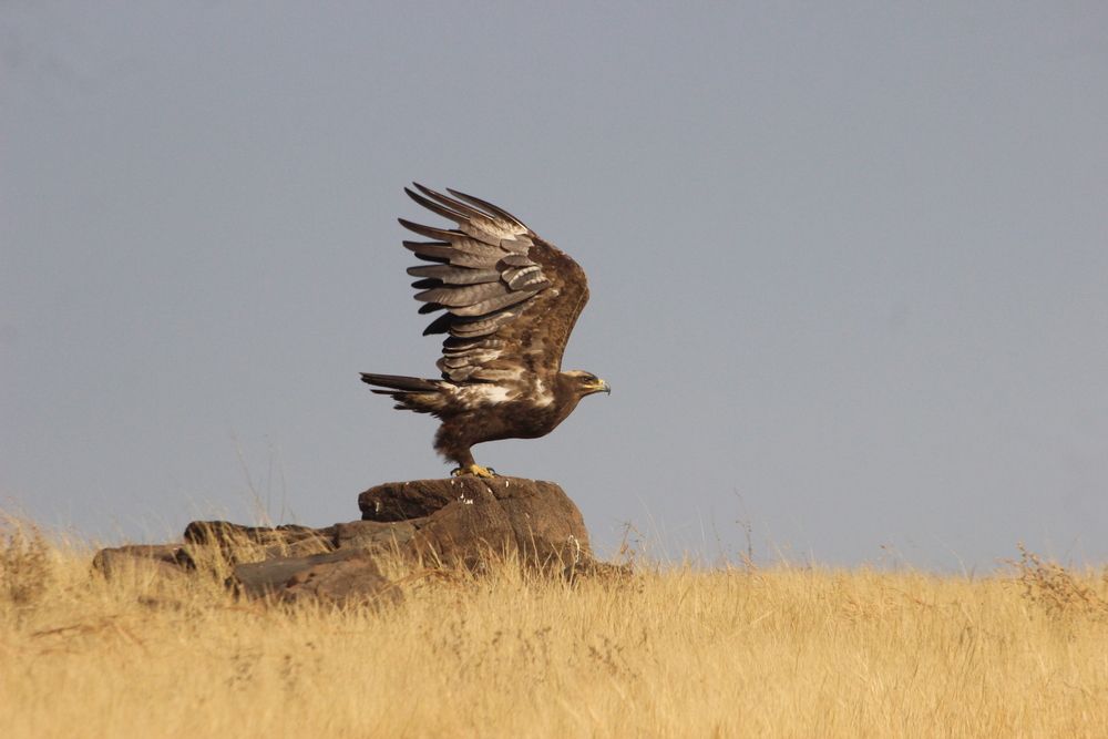 Photograph by Siddharth Mohan