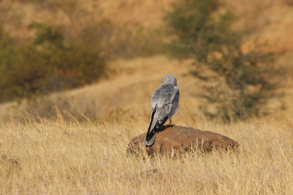 Photograph by Siddharth Mohan