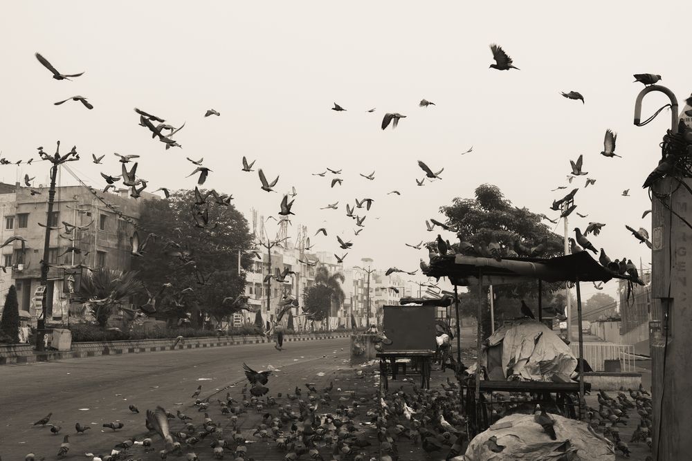 Photo #13096820