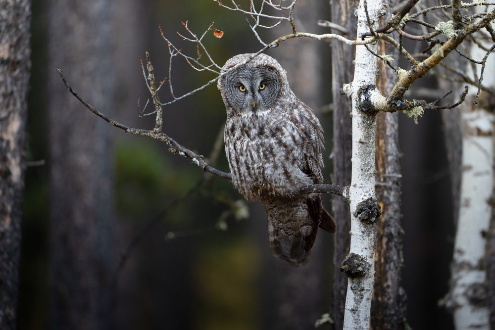 Фотография автора Karthik Subramaniam