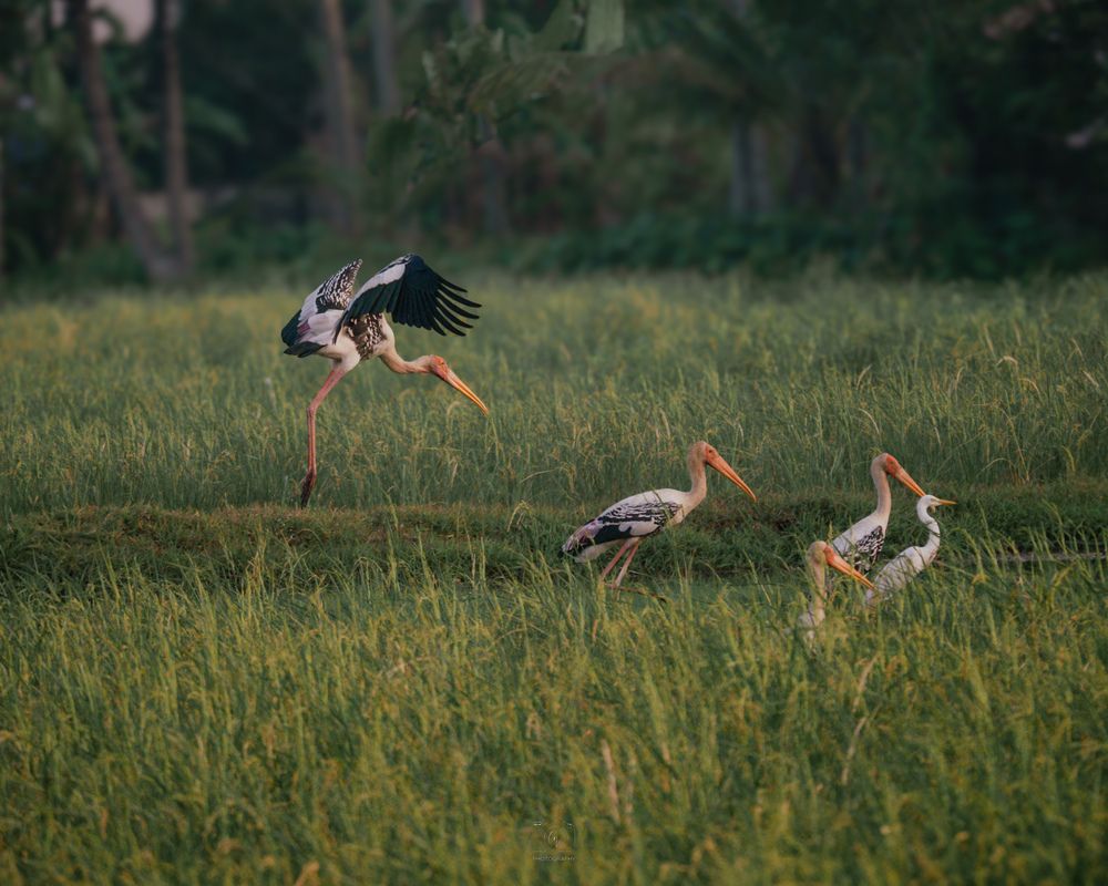 Photograph by GOVIND VISWANATH