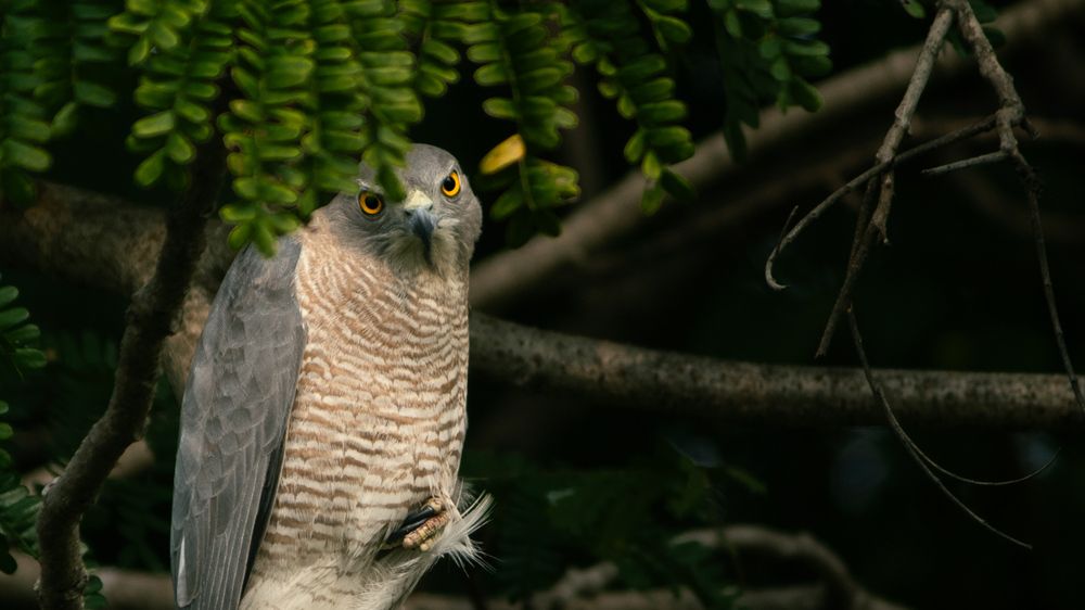 Photograph by GOKUUL T