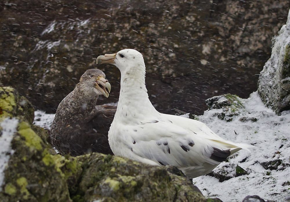 Семейная сцена
